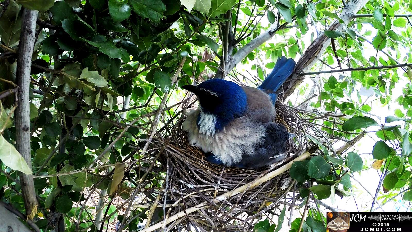 Scrub Jay Documentary male arrives all feed both leave